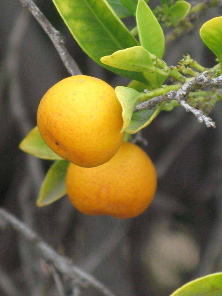              Fruit (Riverside, CA)       